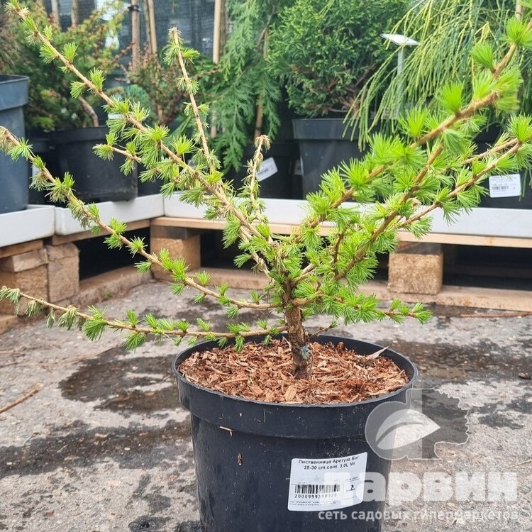 Лиственница Аретуза Бог 25-30 cm cont. 3,0L Mt 