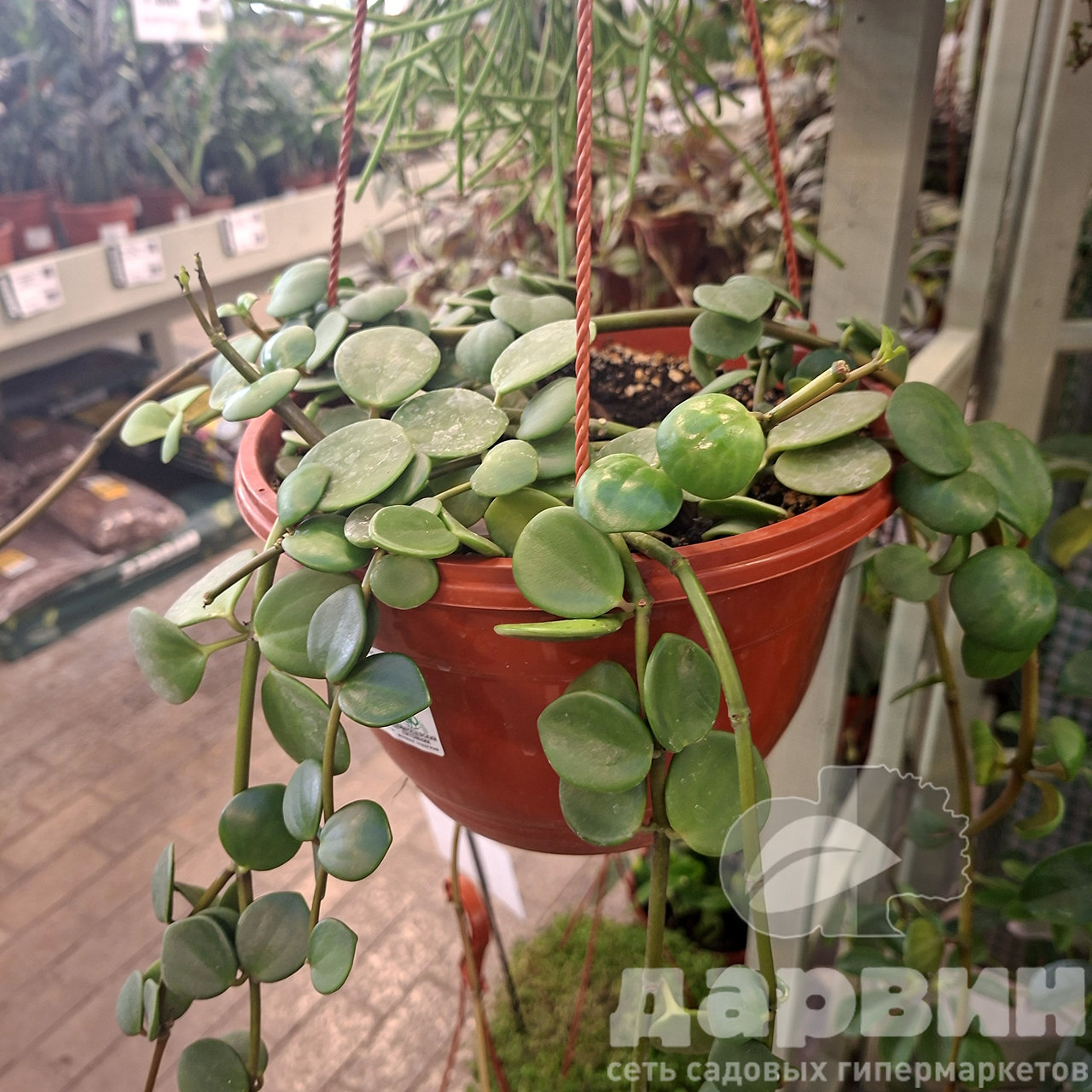 Пеперомия Хоуп в кашпо d17 Tim 