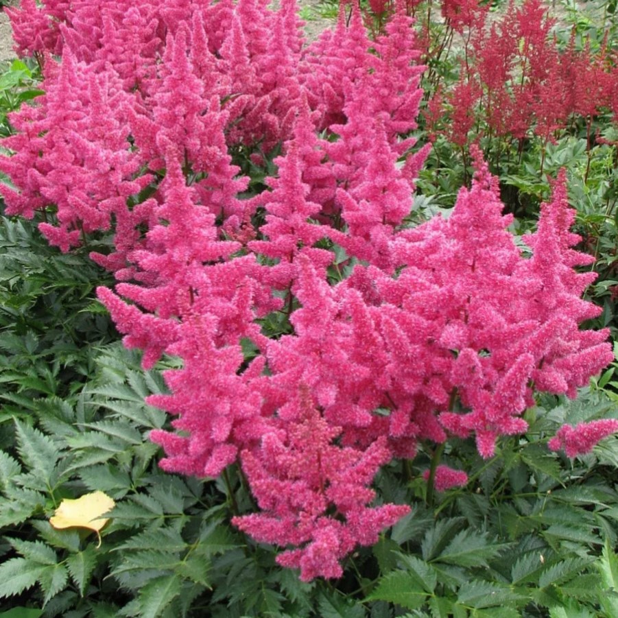 Астильба Кельн v2 Tim 