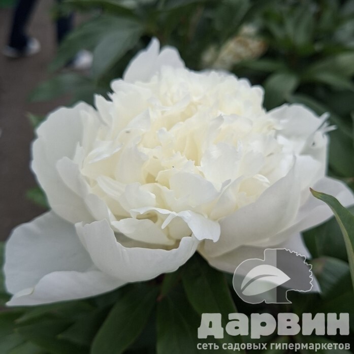 Пион Иммакуле v5 Tim 