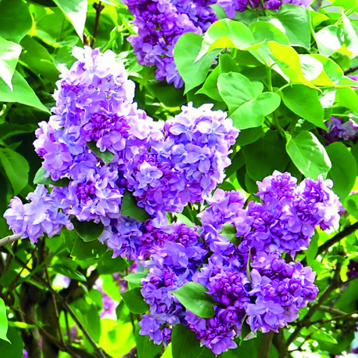 Сирень обыкновенная Катерина Хавемейер c3 h50-60 