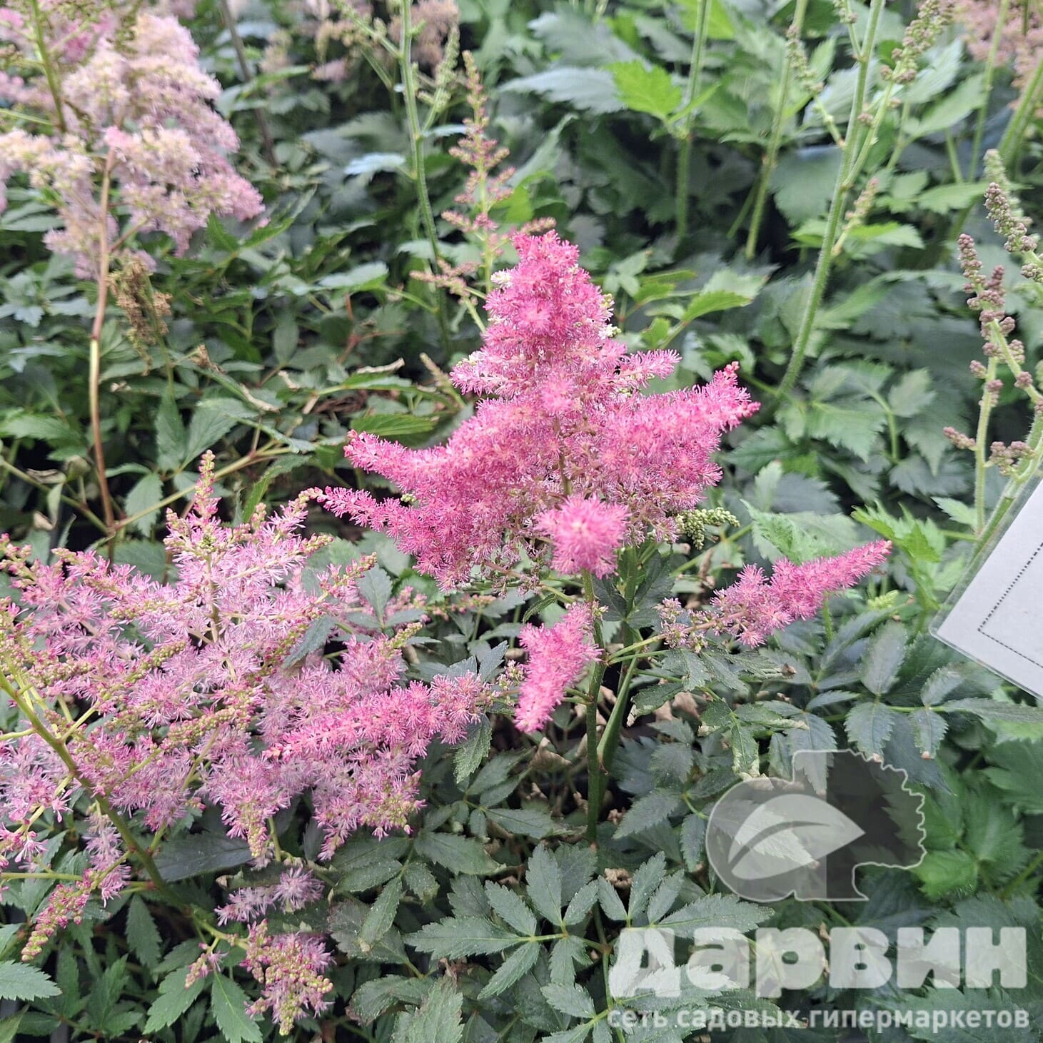 Астильба Юник Лайлак в2 Тим