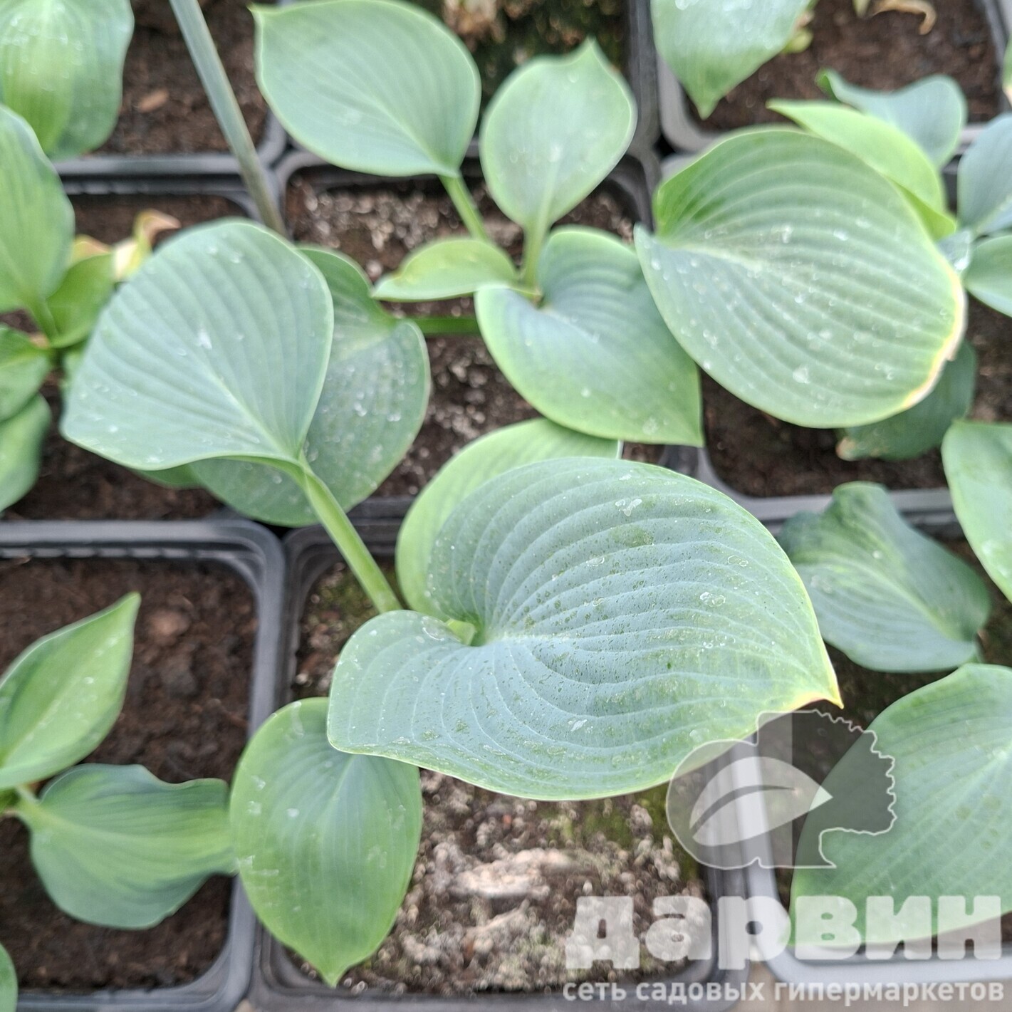 Хоста Брессингхам Блю v2 Tim 