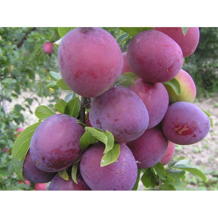 Алыча Обильная v7 100-140 Lav 