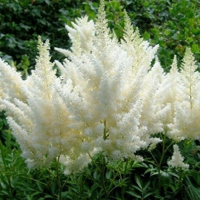 Астильба Диамант v2 Tim 