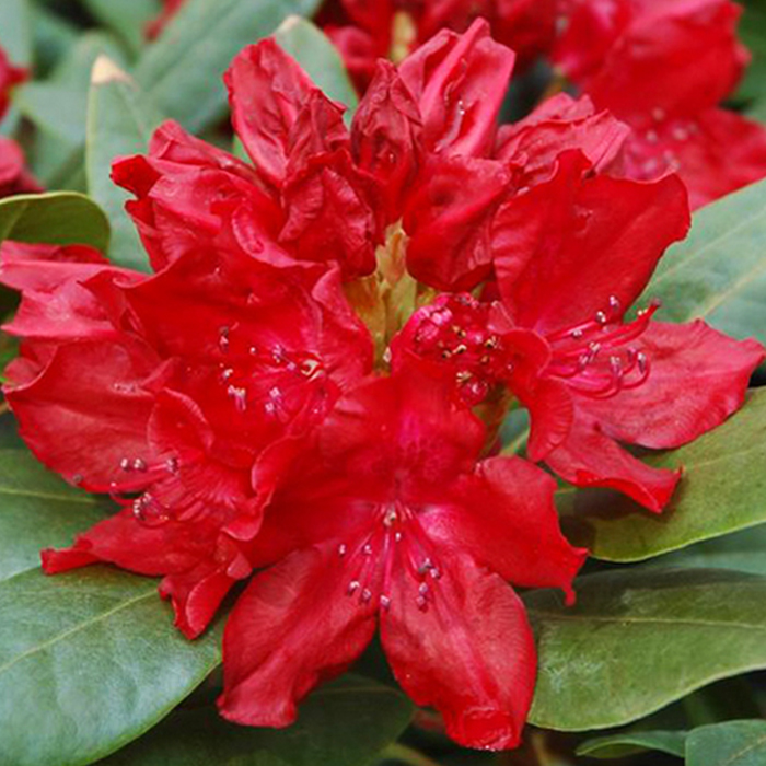 Рододендрон гибридный Тореро c5 