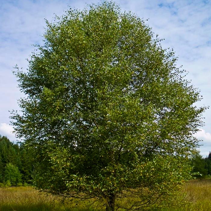 Береза пушистая h100-140 Tw 