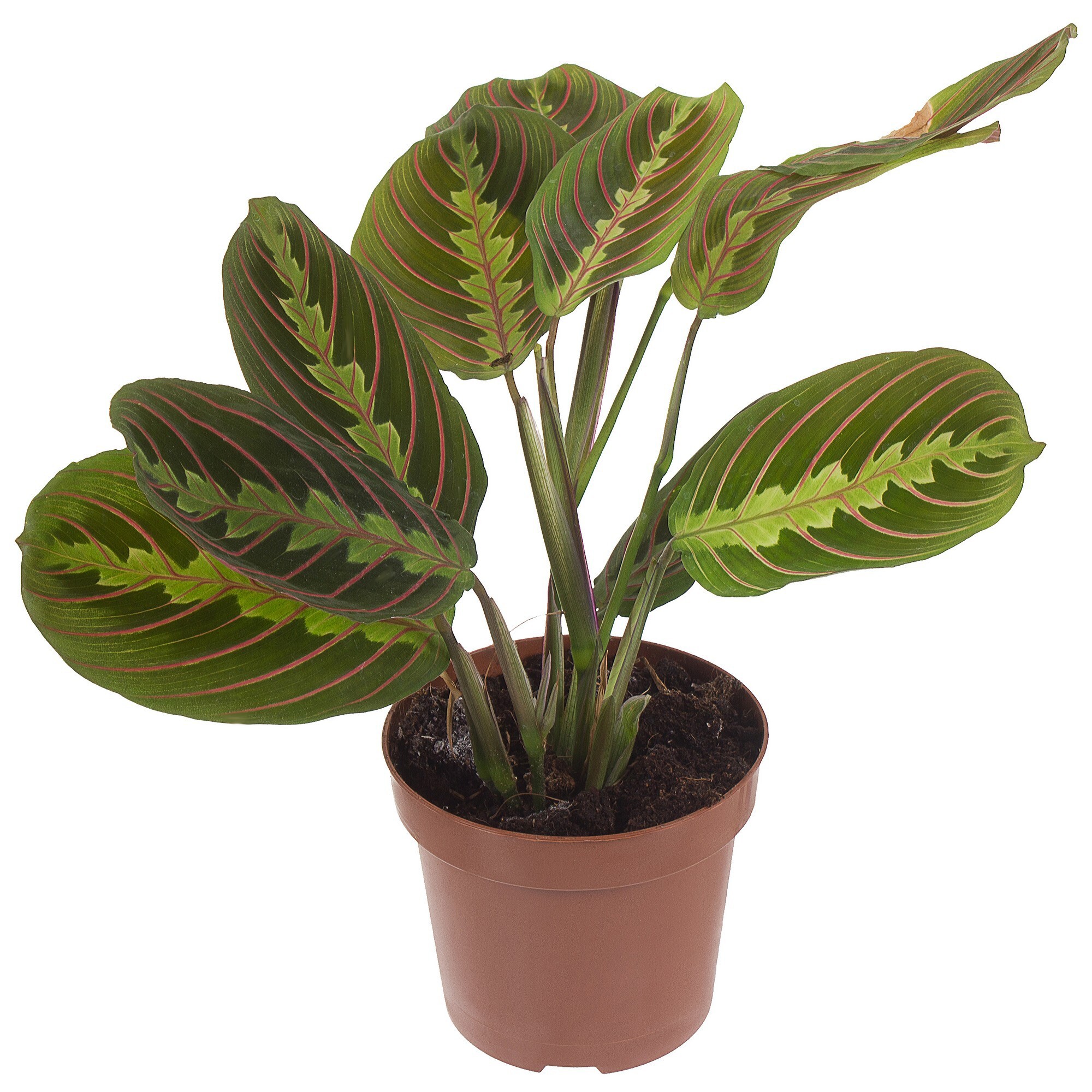 Маранта d12 h30 