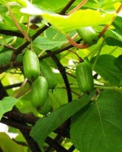 Актинидия коломикта Витаминная v2 Lav 