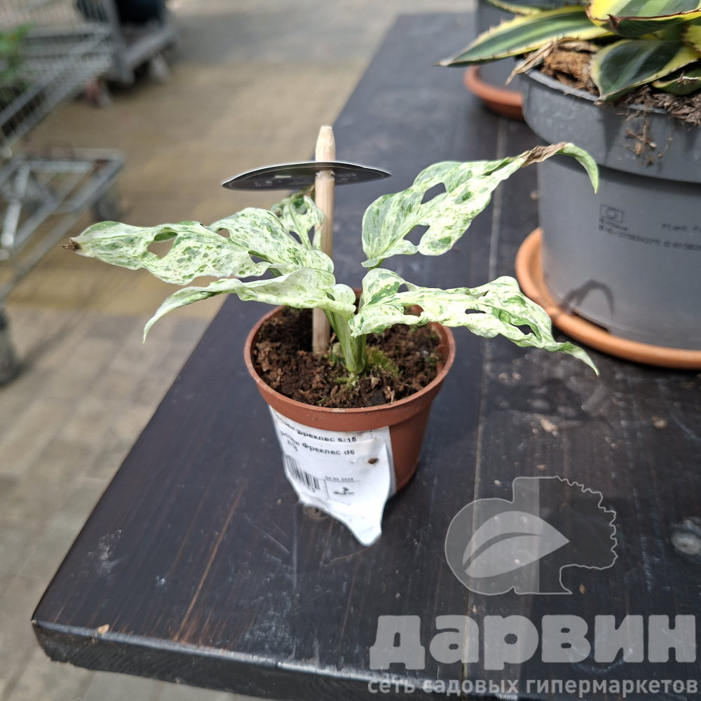 Монстера Фрозен Фреклес d6 h15 