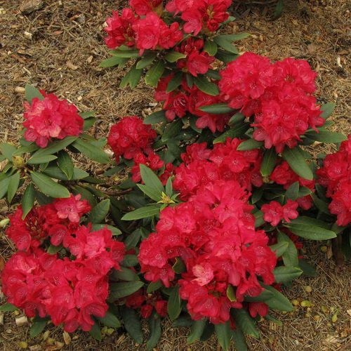 Рододендрон гибридный Владислав Ягелло v1 