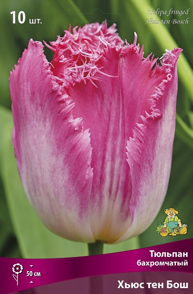 Луковица тюльпан бахромчатый Хьюс Тен Бош 11/12 розовый 10шт Поиск 