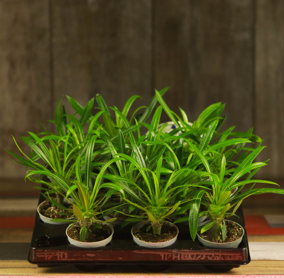 Пахиподиум Ламери d10 h35 