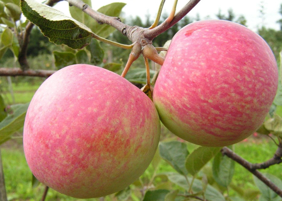 Яблоня Слава Переможцам Слава Победителям С7,5 /подвой 54-118 ЦО 