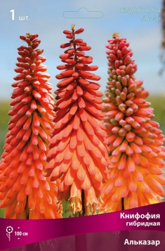 Кореневище Книфофия гибридная Альказар 1шт Поиск 