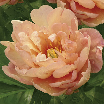 Корневище Пион ИТО-гибрид Сингинг ин зе Рейн 1шт Поиск 