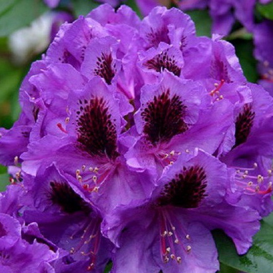 Рододендрон гибридный Питер Алан c5 