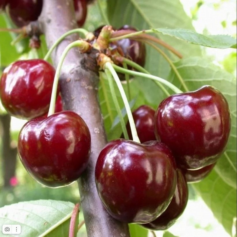 Черешня Валерий Чкалов v5 100-140 Lav 