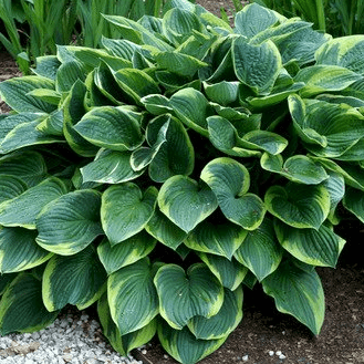 Хоста Ауреамаргината v2 Lav 