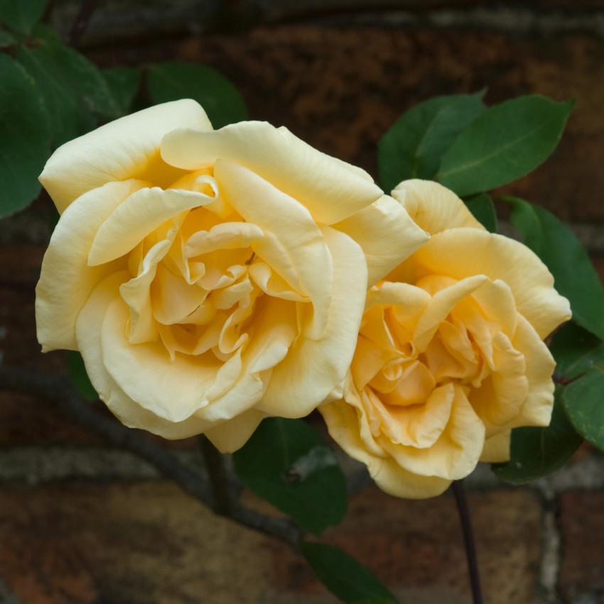 Роза плетистая Клайминг Аполло желтый в коробке ЦО 