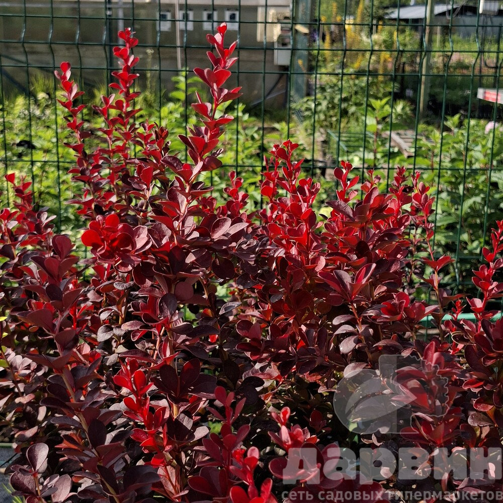 Барбарис тунберга Вулкан v2 Lav 
