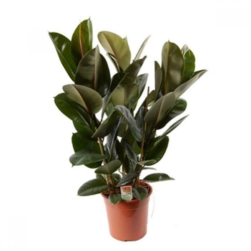 Фикус эластика Робуста 3ст d29 ЯР 