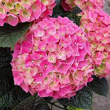 Гортензия крупнолистная Анда Роуз v5 Tim 