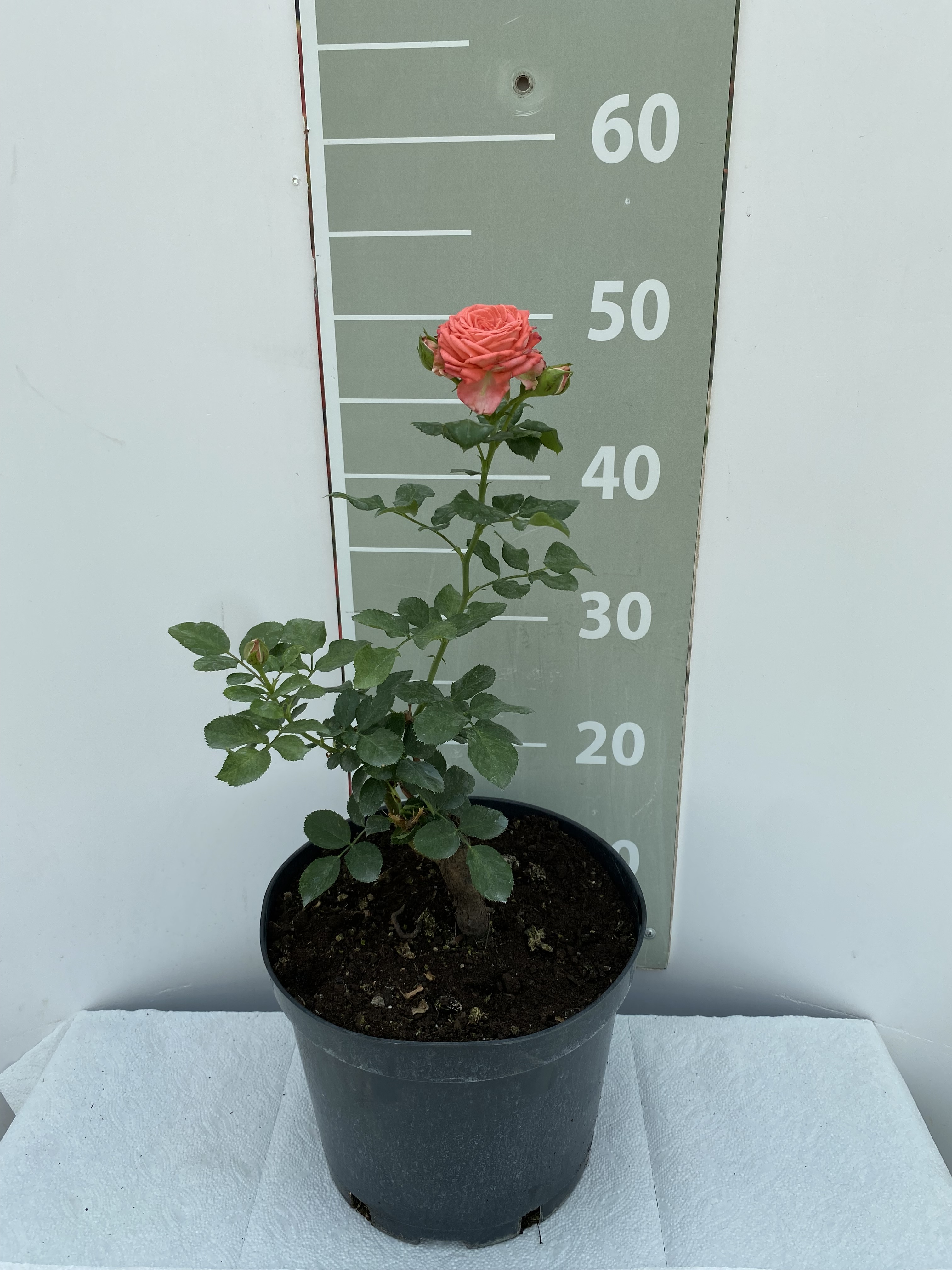 Роза спрей Барбадос  v5 Lav 