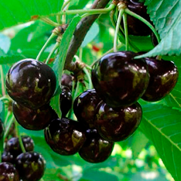 Черешня Ленинградская черная v7/10 120-140 Tim 