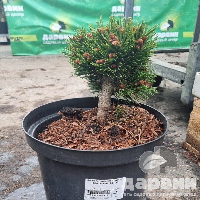 Сосна Гельдрейха Шмидти 15-20 cm cont. 5,0L Mt 