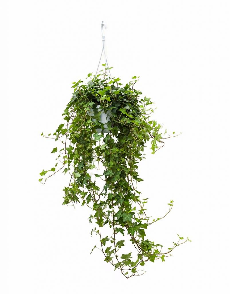 Хедера хеликс d19 