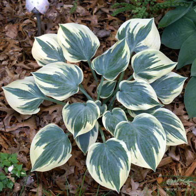 Хоста Аристократ v2 Tim 