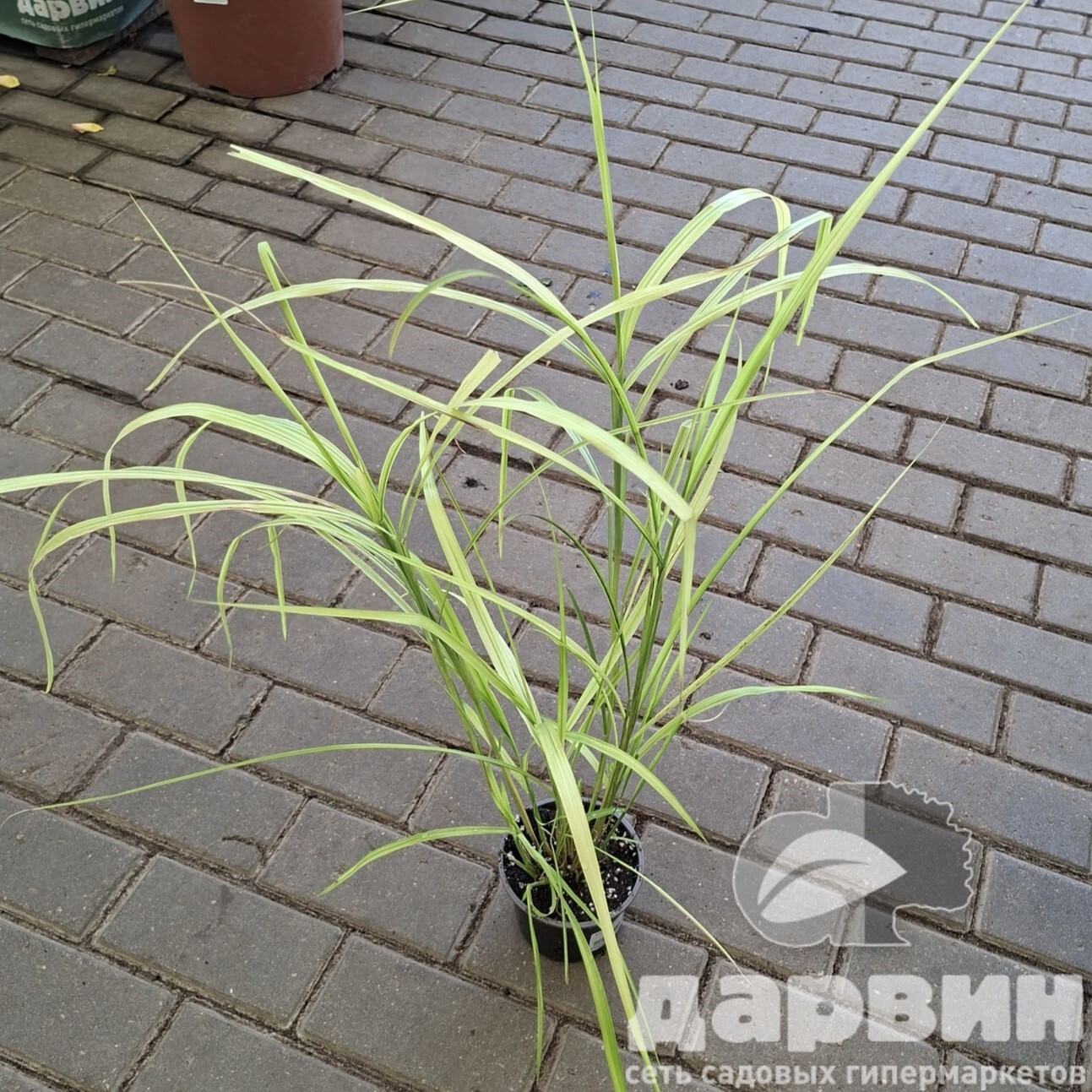 Мискантус Зебринус d12 Tim 