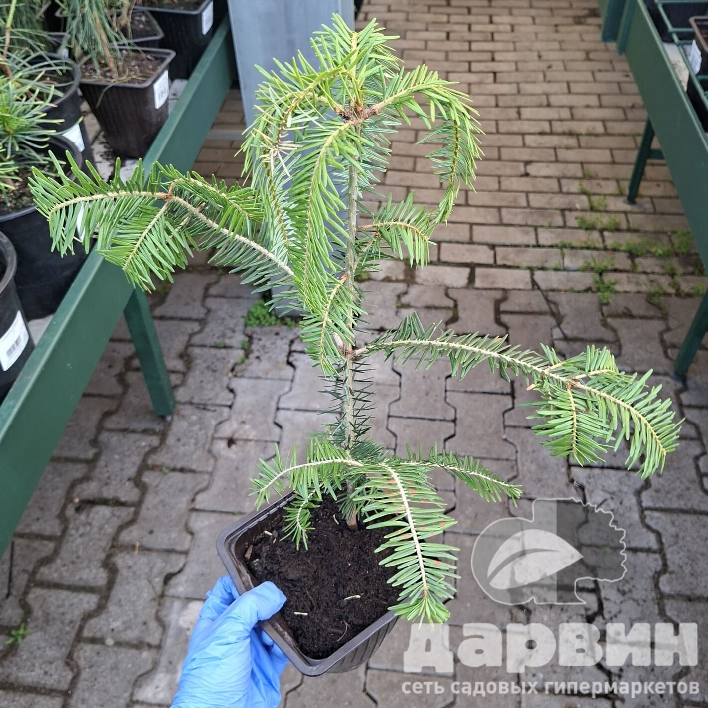 Пихта белая v2 Lav 