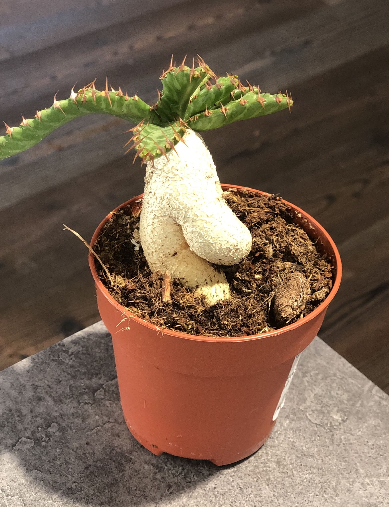 Эуфорбия Стеллата d7 h8 