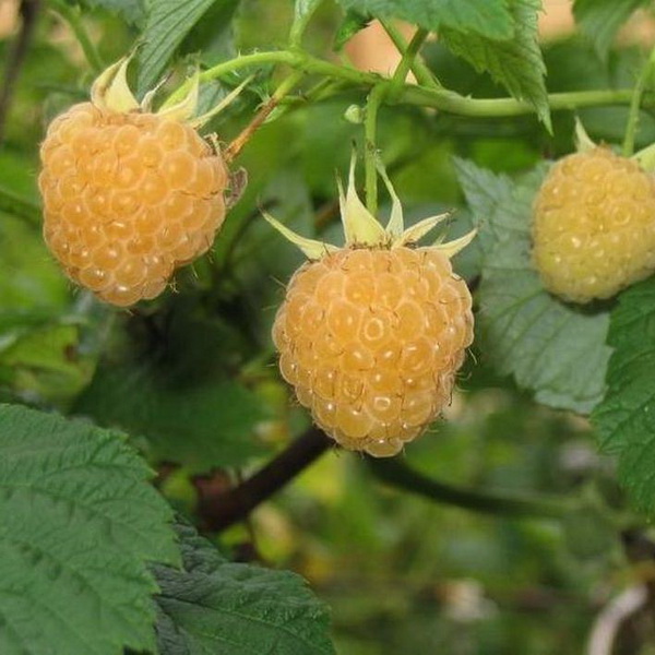 Малина Ананасная Вигорова желтая, Р9 Tim 