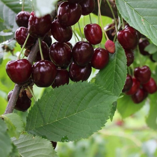 Черешня Ревна v7,5 h120-140 ЦО 