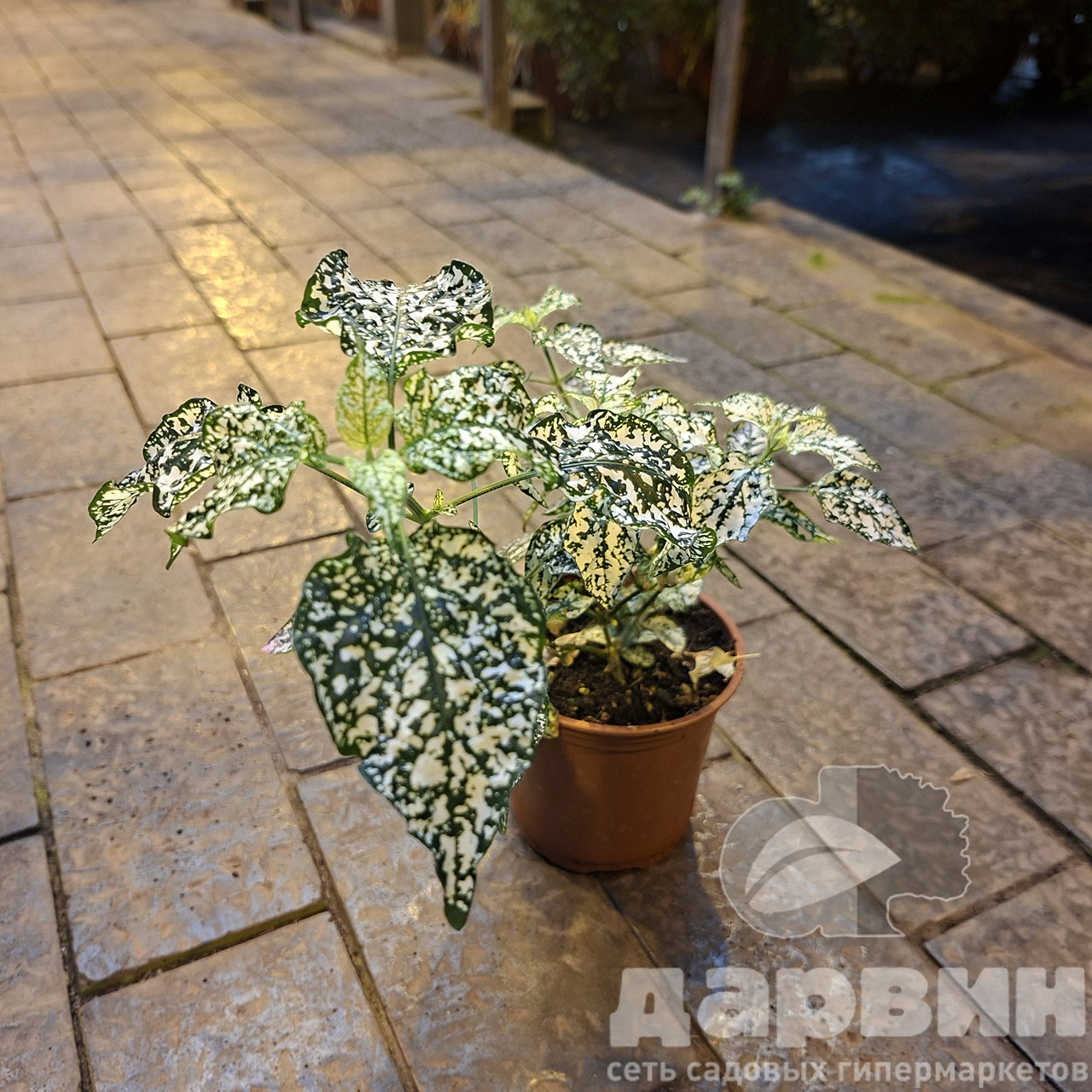 Гипоэстес d12 Tim 