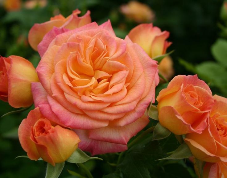 Роза флорибунда Гартенспаб v5 Dem 