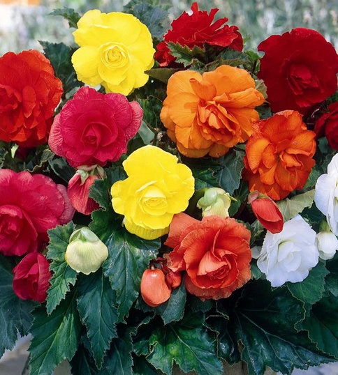 Клубень НВМ Бегония Дабл Микс 4/5 3 шт 