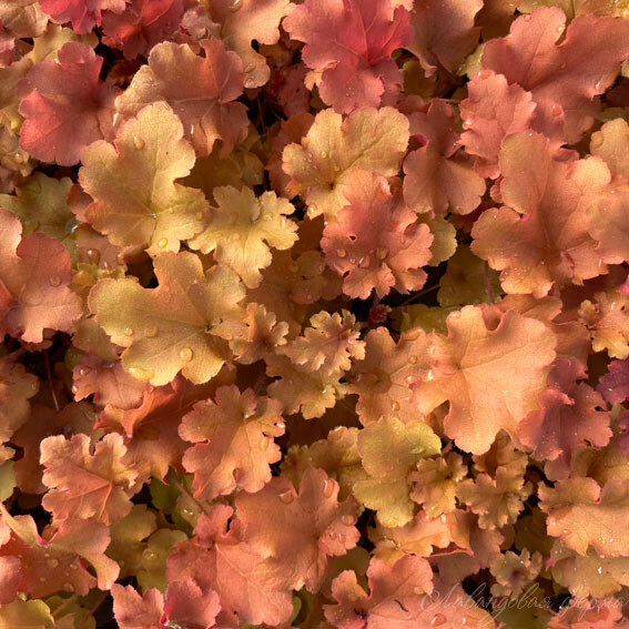 Гейхера Оранж Берри Раффлз, Orange Berry Ruffles, d12,XP 