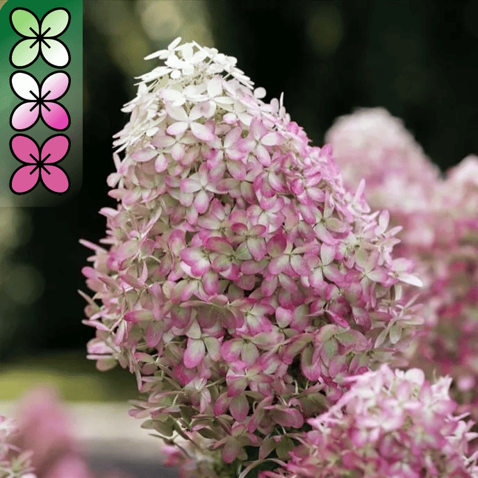 Гортензия метельчатая Роял Флауэр v3 Lav 