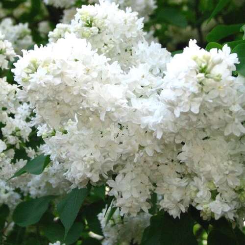 Сирень обыкновенная Лиега v2 Tim 