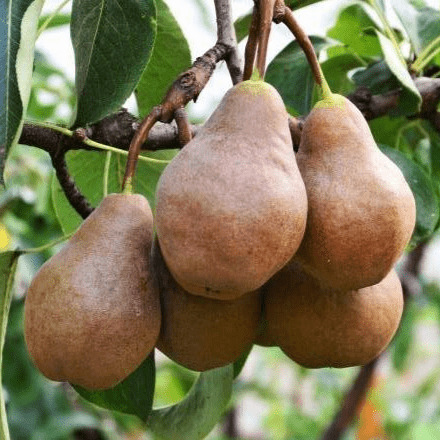 Груша Меллина v7 100-140 Lav 