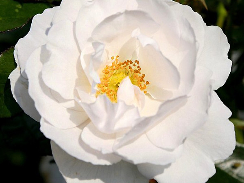 Роза плетистая Хелла v5 Dem 