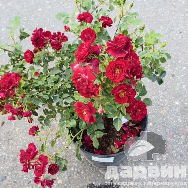 Роза полиантовая Рот Зэ Фейри C7 YP 