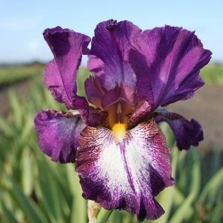 Ирис Отумн Энкоре v2 Tim 