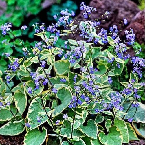 Брунера Хадспен Крим v2 Tim 