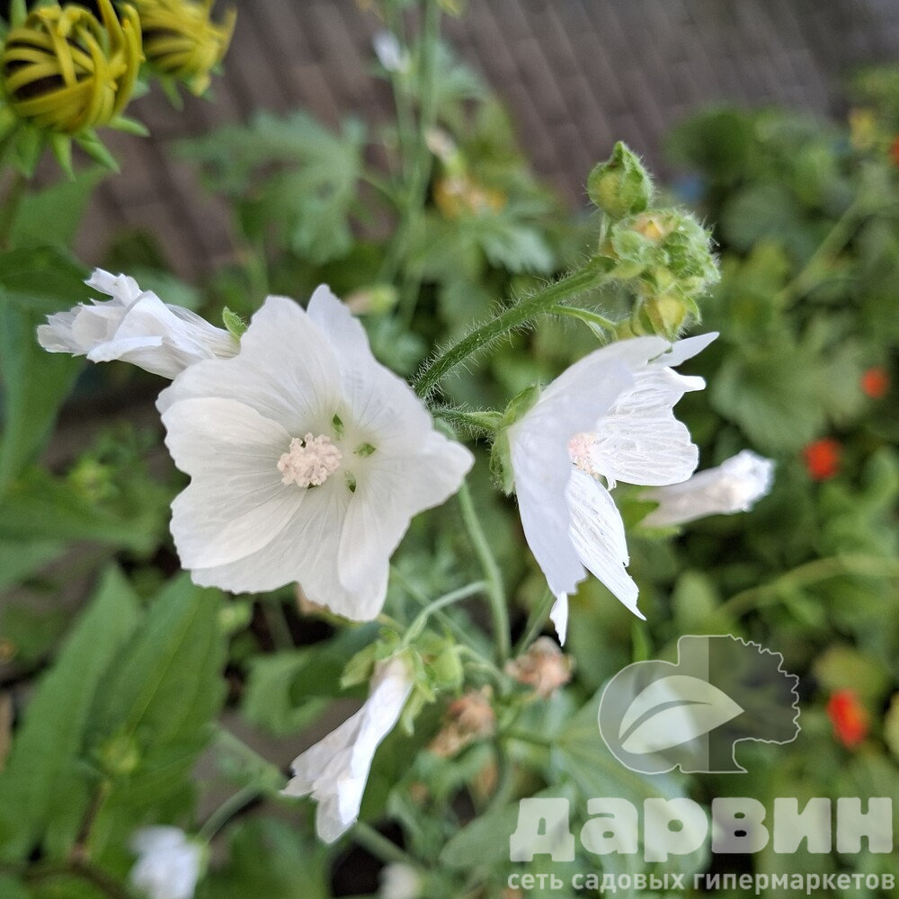 Мальва v1,5 Push 