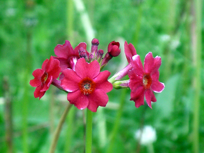 Примула японская "Миллерс Кримсон"  Р9 